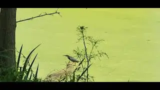 Green Heron in a flood-water containment ditch.