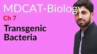 MDCAT Biology, Entry Test, Ch 7, Transgenic Bacteria - Chapter 7 Biotechnology