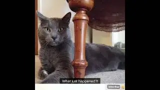 The Day the Cat Became the BOSS! 😼