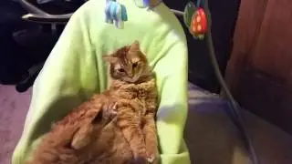 Cat loves the baby swing