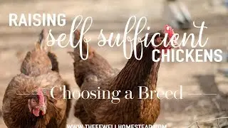 Self Sufficient Chickens | Choosing a Breed