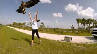 Hawk & Eagle Release by Busch Wildlife Sanctuary