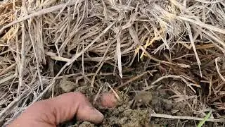 फसल अवशेष प्रबंधन कार्य एक , और इसके फायदे अनेक।