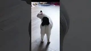 Pet Comedy Gold! 🤣18  #funny #animals