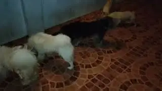 FOOD TRAINING SA MGA SMALL BREEDS KO 🐕