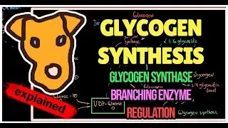 Glycogen Synthesis. Regulation. Mechanism of Glycogen synthase. Branching enzyme.