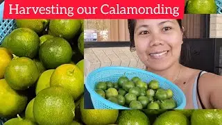 HARVESTING OUR CALAMONDING OR LEMON|ALONA official vlogs