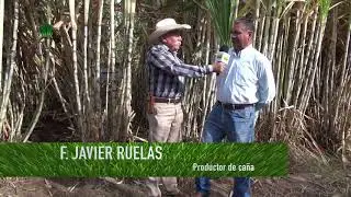 Agroscience | Nutrici&oacute;n de Alto Rendimiento para Ca&ntilde;a ITV 92-1424