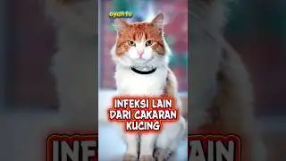 Infeksi Lain dari cakaran kucing #catlovers #kucing #cat