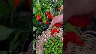 Harvesting ripe red chili peppers from lush green plants #shorts