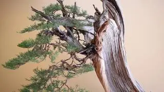 One-Seed Juniper Timelapse
