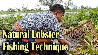 Natural Lobster Fish Catching by Bamboo Cage Trap