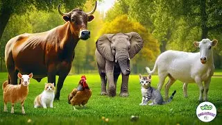 Collection of Cute Animal Sounds: Cows, Elephants, Cats, Sheep, Chickens, Cats - Animal Moments