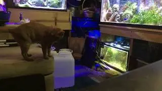 Kittens playing in the Easy Reefers’ fish room