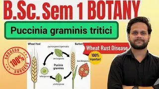 BSc Sem 1 Botany Wheat Rust (Puccinia graminis) #bsc #mjpru Microbiology Plant Pathology #university