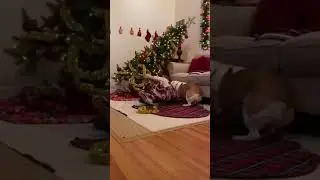 Happy Birthday! A Chihuahua Turned It Into a Horror Party Instead of Christmas 😂🐶💥 #France 🇫🇷 #USA