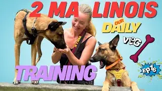 Training My Rescue Malinois & Secretly Feeding a Neglected Dog in Spain