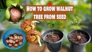 How to grow walnut tree from seed #Growing Walnut trees in pots #The Walnut Growing Process #আখরোট