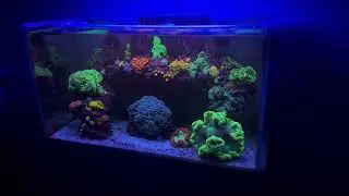 4 x PopBloom RL90 for reef corals marine aquarium tank