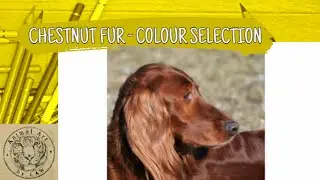 Choosing which Colored pencils to use - Chestnut Fur