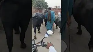 #Mananwala