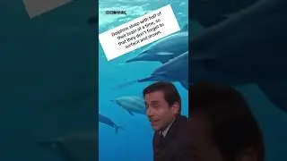 How Do Dolphins Sleep?