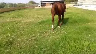 caballo2 enfosado