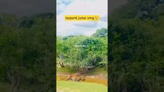 omg! Leopard long jump😯| yala nation park srilanka leapord | Leopard in national park open #leopard
