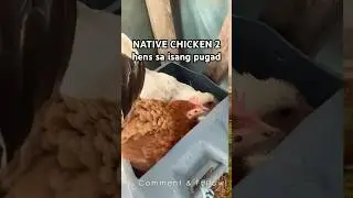 NATIVE CHICKEN 2 hens sa isang nest. #freerangechickens #youtubeshorts #shorts #backyardchickens