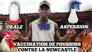COMMENT Vacciner vos Poussins d'un jour goliaths Contre la NEWCASTLE ?