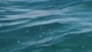 Scientists spot group of dolphins and orcas working together to hunt