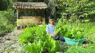 Harvesting vegetables and decorating bamboo houses | Long Ca Farm