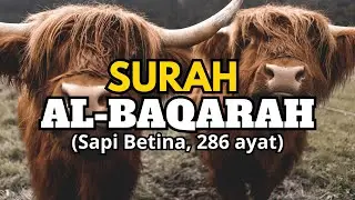SURAH AL-BAQARAH FULL سورة البقرة Abu Usama Tanpa Iklan