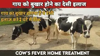 Gaye ko bukhar hone ka ilaj || Cow fever treatment
