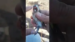 شهادات عل هجرة الحسون صغير الحجم ..... وأسمحولي غلبني الضحك 😆..... فرجة ممتعة 