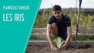 Planter et diviser les iris