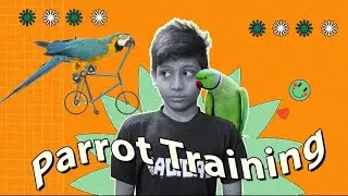Parrot Training | Ride With Parrot | 🦜 Parrot Smart Show] Smart Bird #parrotshorts #shorts