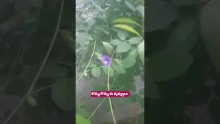 #subscribe#sub#support#subscribemychannel#viral#viralvideos#flowers#trees#nature#songs #music#cinima