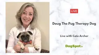 Doug The Pug, Therapy Dog