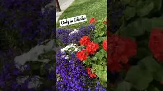 Beautiful Flowers in July ll Explore Alaska