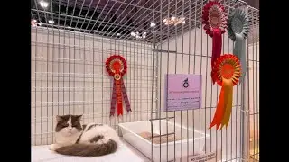 GCCF Dundee cat show - first time cat show for Solaris 10 May 2025