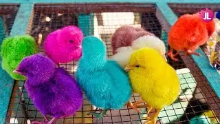 Many Coloured Chicken Baby, Coloured Chicks, Baby Chicken #2 | Jenny&rsquo;s Life