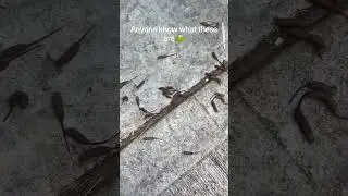Drone Fly Larvae Swarm