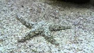 Grabender Seestern (Archaster angulatus)