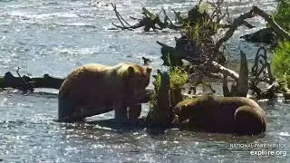 602 and 28e playing under a log like cats.  2025 08/01 at 1:00 AK