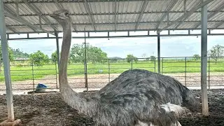 Visit Otris again.