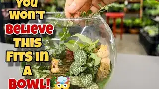 How to Make a Beautiful Terrarium | Mini Garden in a Glass Bowl