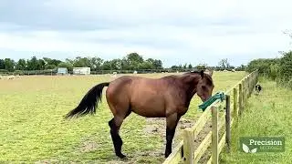 Precision Microbes for Horse & Foal - Nadina Ironia Testimonial