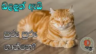 පූසො මොකද මේ පුරු පුරු ගාන්නෙ? - MindSpot