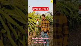 Dragon Fruit Farm Marathi | Dragon : Fruit Sheti फोंडशिरस | ड्रॅगन फ्रुट शेती फोंडशिरस | ता :माळशिरस